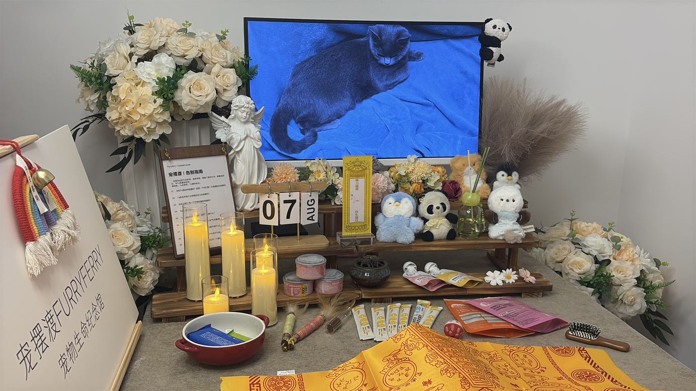 给养猫家庭的提醒