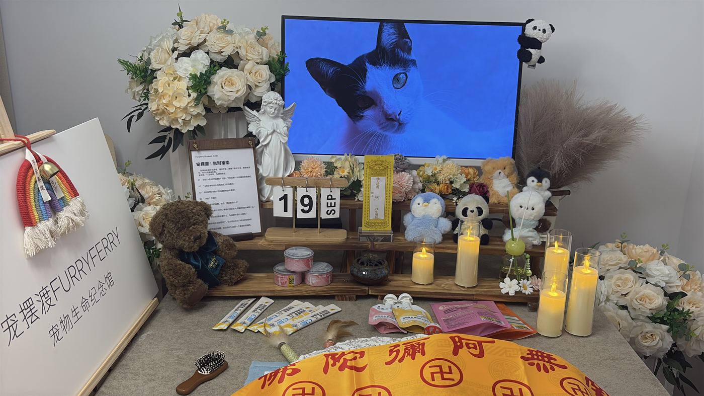 离开不是终点：潍坊家庭的宠物生命教育