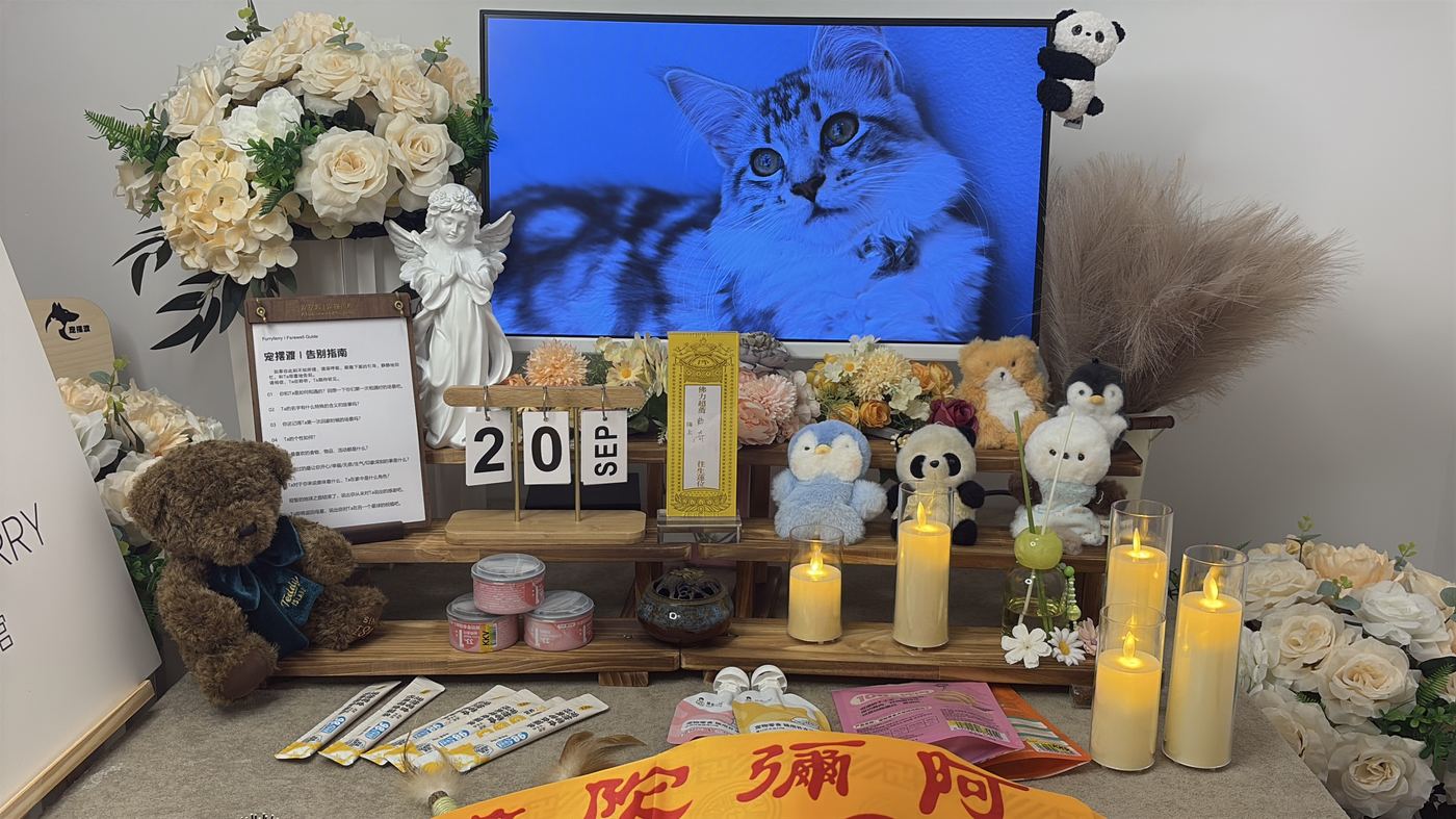 猫咪离世前的表现